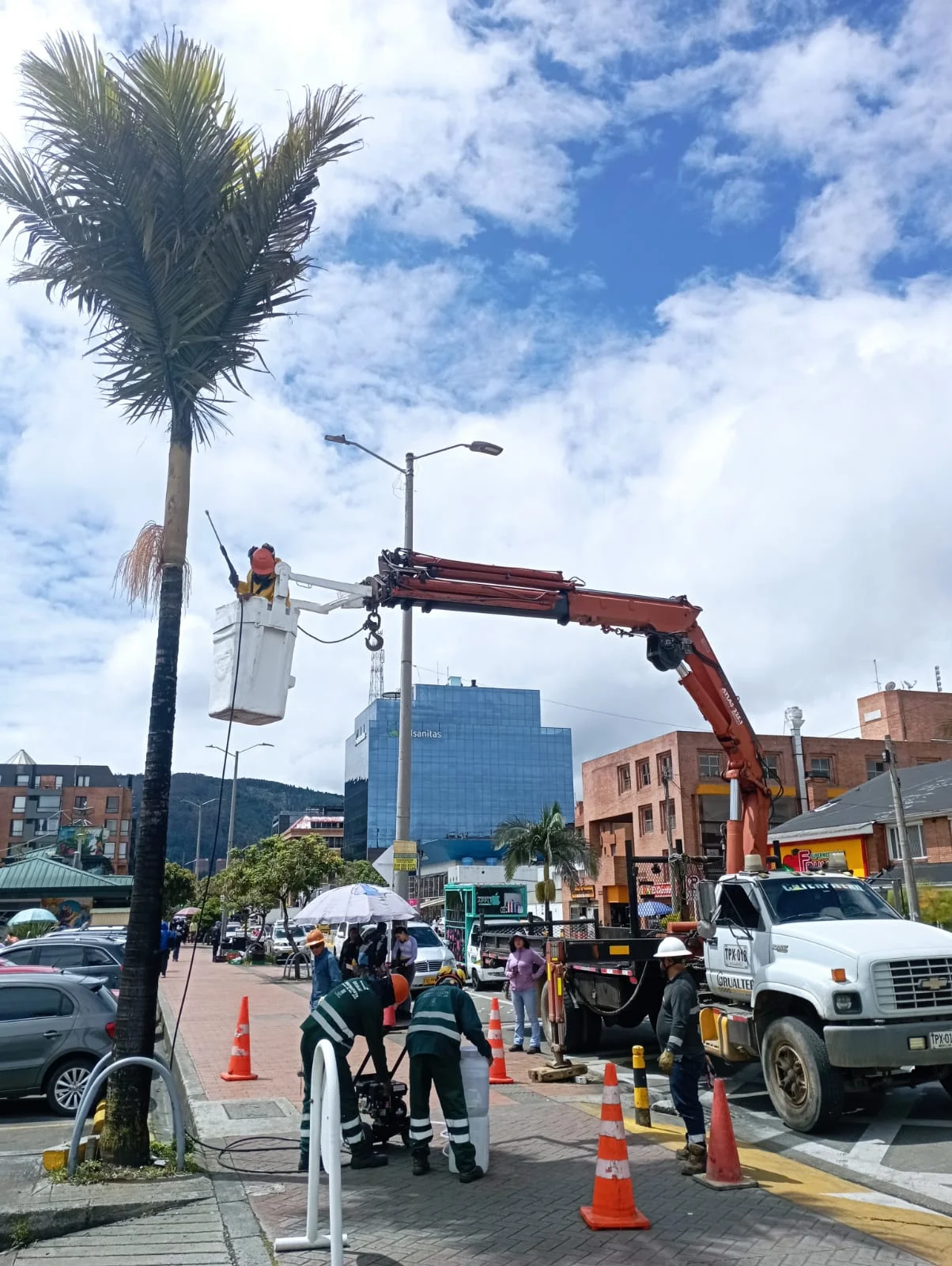 Bosque y árboles altos